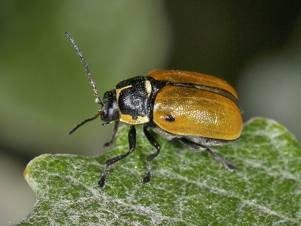 Cryptocephalus variegatus, Chrysomelidae